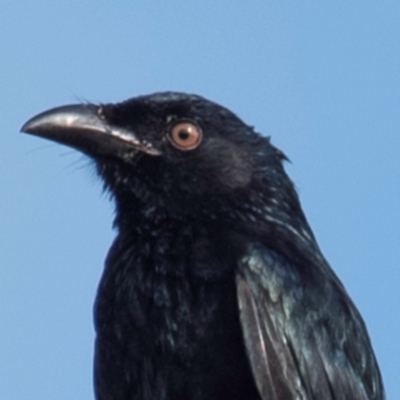 Dicrurus bracteatus (Spangled Drongo) at Mon Repos, QLD - 28 Jun 2024 by Petesteamer