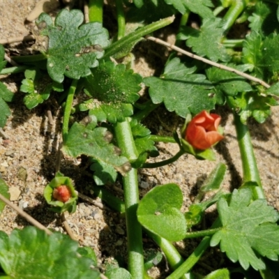 Modiola caroliniana (Red-flowered Mallow) at Paling Yards, NSW - 7 Sep 2024 by trevorpreston