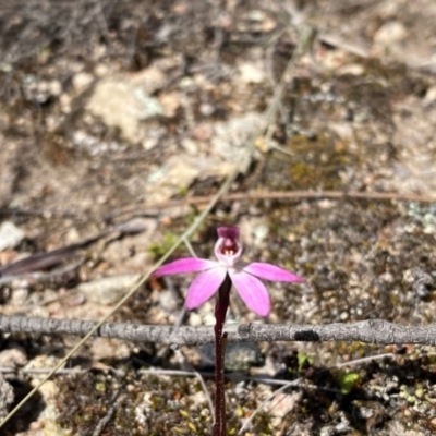 Caladenia fuscata (Dusky Fingers) at Conder, ACT - 7 Sep 2024 by Shazw