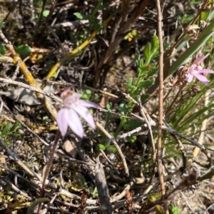 Caladenia fuscata at Conder, ACT - 7 Sep 2024