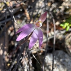 Caladenia fuscata at Conder, ACT - 7 Sep 2024