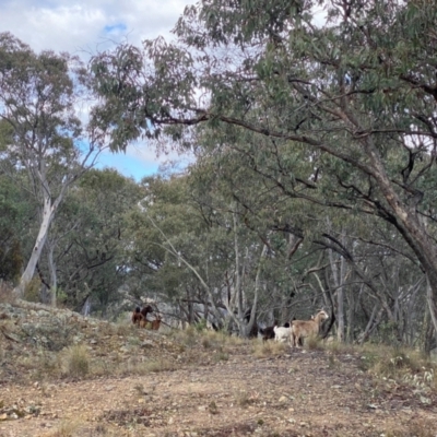 Capra hircus (Wild Goat) at Banks, ACT - 6 Sep 2024 by Shazw