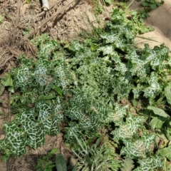 Silybum marianum (Variegated Thistle) at Paling Yards, NSW - 7 Sep 2024 by trevorpreston