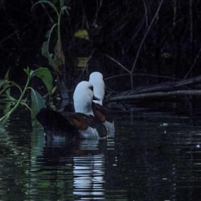 Radjah radjah (Radjah Shelduck) at Mon Repos, QLD - 28 Jun 2024 by Petesteamer