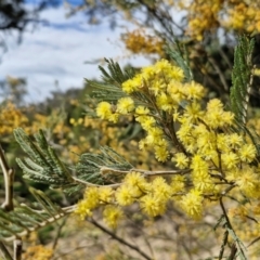 Acacia dealbata (Silver Wattle) at Paling Yards, NSW - 7 Sep 2024 by trevorpreston