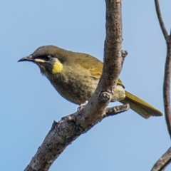 Meliphaga lewinii at Mon Repos, QLD - 28 Jun 2024 10:09 AM