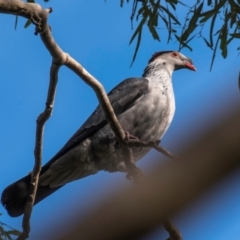 Lopholaimus antarcticus at Mon Repos, QLD - 28 Jun 2024 10:04 AM