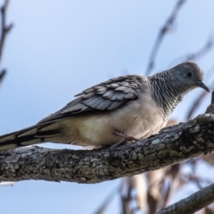 Geopelia placida (Peaceful Dove) at Mon Repos, QLD - 28 Jun 2024 by Petesteamer