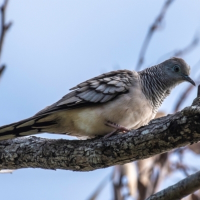 Geopelia placida (Peaceful Dove) at Mon Repos, QLD - 28 Jun 2024 by Petesteamer