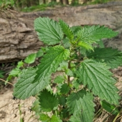 Urtica urens (Small Nettle) at Paling Yards, NSW - 7 Sep 2024 by trevorpreston