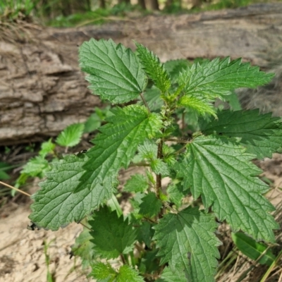 Urtica urens (Small Nettle) at Paling Yards, NSW - 7 Sep 2024 by trevorpreston