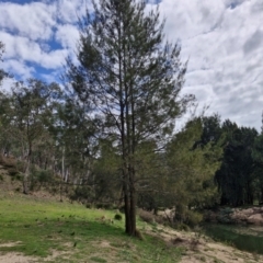 Casuarina cunninghamiana subsp. cunninghamiana (River She-Oak, River Oak) at Paling Yards, NSW - 7 Sep 2024 by trevorpreston