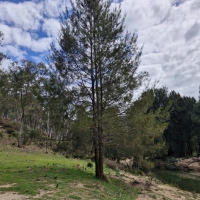 Casuarina cunninghamiana subsp. cunninghamiana (River She-Oak, River Oak) at Paling Yards, NSW - 7 Sep 2024 by trevorpreston