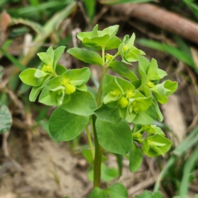 Euphorbia peplus (Petty Spurge) at Paling Yards, NSW - 7 Sep 2024 by trevorpreston