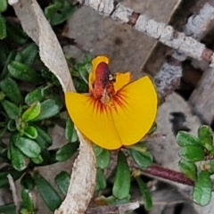 Pultenaea microphylla (Egg and Bacon Pea) at Paling Yards, NSW - 7 Sep 2024 by trevorpreston