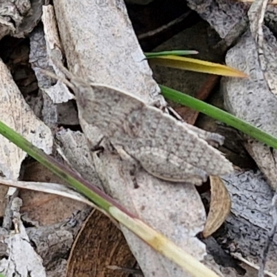 Goniaea australasiae (Gumleaf grasshopper) at Paling Yards, NSW - 7 Sep 2024 by trevorpreston