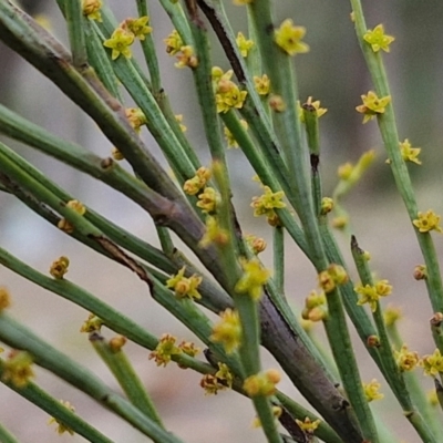 Exocarpos strictus (Dwarf Cherry) at Paling Yards, NSW - 7 Sep 2024 by trevorpreston