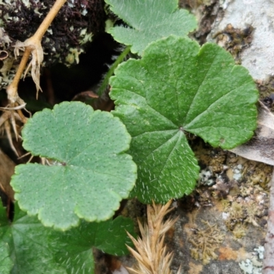 Hydrocotyle laxiflora (Stinking Pennywort) at Paling Yards, NSW - 7 Sep 2024 by trevorpreston