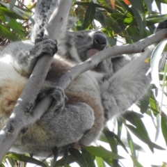 Phascolarctos cinereus (Koala) at Tallong, NSW - 7 Sep 2024 by GlossyGal