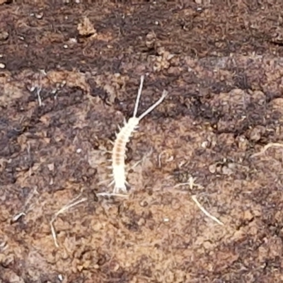 Symphyla (class) at Paling Yards, NSW - 7 Sep 2024 by trevorpreston