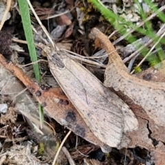 Unidentified Moth (Lepidoptera) at Paling Yards, NSW - 7 Sep 2024 by trevorpreston