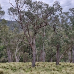 Eucalyptus macrorhyncha subsp. macrorhyncha (Red Stringybark) at Paling Yards, NSW - 7 Sep 2024 by trevorpreston