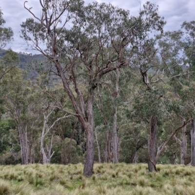 Eucalyptus macrorhyncha subsp. macrorhyncha (Red Stringybark) at Paling Yards, NSW - 7 Sep 2024 by trevorpreston