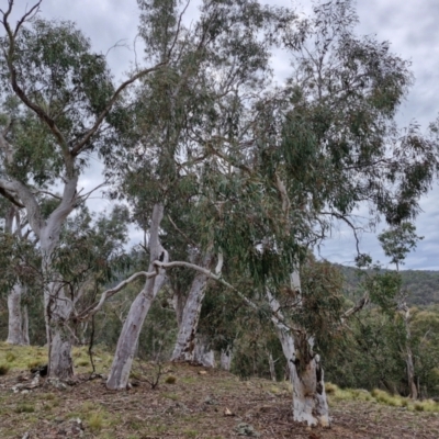 Eucalyptus rossii (Inland Scribbly Gum) at Paling Yards, NSW - 7 Sep 2024 by trevorpreston