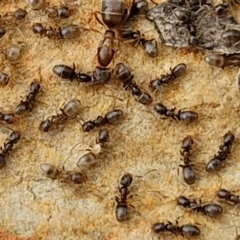 Unidentified Ant (Hymenoptera, Formicidae) at Paling Yards, NSW - 7 Sep 2024 by trevorpreston