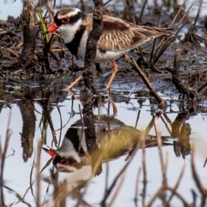 Thinornis melanops at Mon Repos, QLD - 28 Jun 2024 10:44 AM