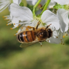 Apis mellifera (European honey bee) at Braidwood, NSW - 7 Sep 2024 by MatthewFrawley