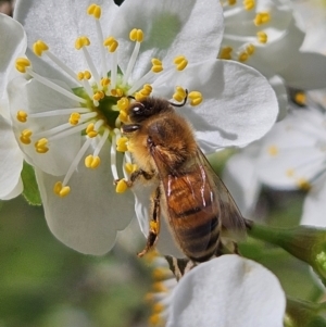 Apis mellifera at Braidwood, NSW - 7 Sep 2024 01:35 PM