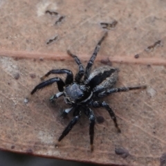 Jotus auripes (Jumping spider) at Yarralumla, ACT - 7 Sep 2024 by Anna123