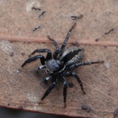 Jotus auripes (Jumping spider) at Yarralumla, ACT - 7 Sep 2024 by Anna123