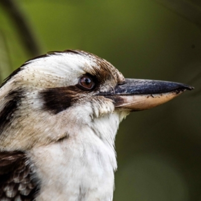 Dacelo novaeguineae (Laughing Kookaburra) at Mon Repos, QLD - 28 Jun 2024 by Petesteamer