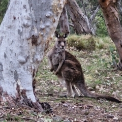 Macropus giganteus (Eastern Grey Kangaroo) at Paling Yards, NSW - 7 Sep 2024 by trevorpreston