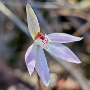 Caladenia fuscata at Bombay, NSW - 7 Sep 2024