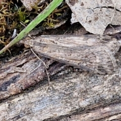 Unidentified Moth (Lepidoptera) at Paling Yards, NSW - 7 Sep 2024 by trevorpreston