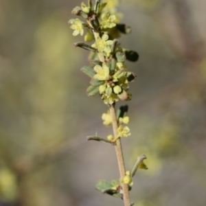 Phyllanthus occidentalis at Weston, ACT - 7 Sep 2024