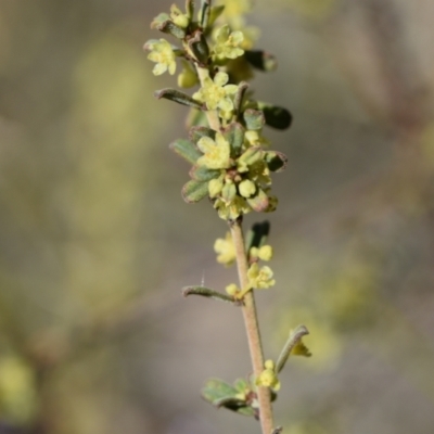 Phyllanthus occidentalis (Thyme Spurge) at Weston, ACT - 7 Sep 2024 by Venture