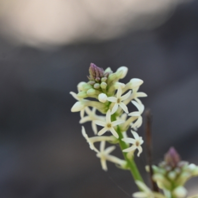 Stackhousia monogyna (Creamy Candles) at Yarralumla, ACT - 7 Sep 2024 by Venture