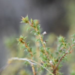 Pultenaea procumbens at Yarralumla, ACT - 7 Sep 2024