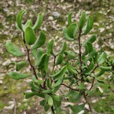 Persoonia rigida (Hairy Geebung) at Paling Yards, NSW - 7 Sep 2024 by trevorpreston