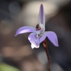 Caladenia fuscata (Dusky Fingers) at Yarralumla, ACT - 7 Sep 2024 by Venture