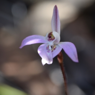 Caladenia fuscata (Dusky Fingers) at Yarralumla, ACT - 7 Sep 2024 by Venture