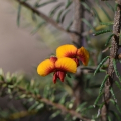 Dillwynia phylicoides (A Parrot-pea) at Yarralumla, ACT - 7 Sep 2024 by Venture