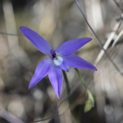 Glossodia major (Wax Lip Orchid) at Yarralumla, ACT - 7 Sep 2024 by Venture