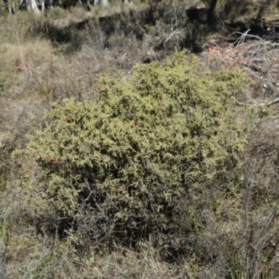 Grevillea alpina (Mountain Grevillea / Cat's Claws Grevillea) at Yarralumla, ACT - 7 Sep 2024 by Venture