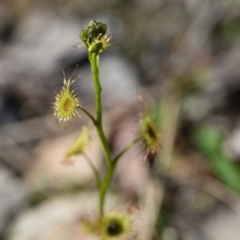 Drosera auriculata (Tall Sundew) at Yarralumla, ACT - 7 Sep 2024 by Venture