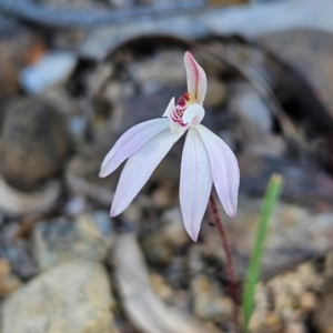 Caladenia fuscata at Bombay, NSW - 7 Sep 2024